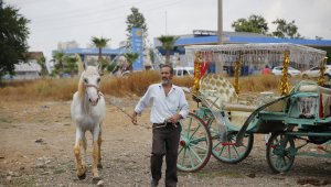 Antalya'da fayton dönemi sona erdi, atlar hayvanat bahçesine teslim edildi