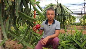Ejder meyvesi çiftçinin yeni geçim kaynağı oldu