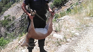 Kaçak avcıya vurduğu yaban keçisinin maliyeti 25 bin TL oldu