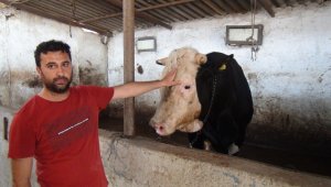 1.3 tonluk 'Paşa' 25 bin TL'ye alıcısını bekliyor