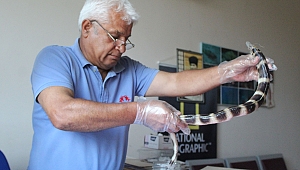 Antalya'da eğerli yılan balığı yakalandı