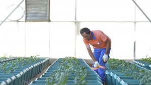 Balkonlar bahçeye dönüşecek