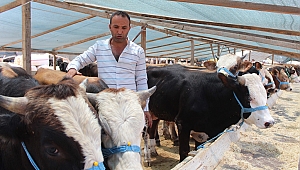 Besici kardeşlerin  buruk sevinci