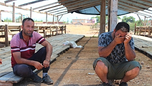 Büyükbaş hayvanlar  için umutlu bekleyiş