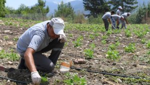 Çandır fasulyesinde çapa zamanı