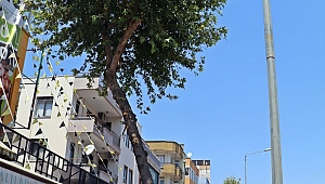 Çınar ağacına  asit döküldü iddiası