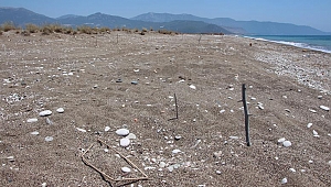 Kaplumbağa yuvaları işaretlendi