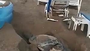 Kaplumbağanın   yumurtlama çabası