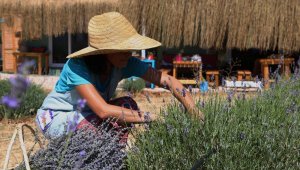 Kaş'ta lavanta yetiştiriciliği başladı
