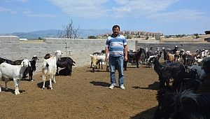 Keçi davasında  hapis cezasını  Yargıtay bozdu