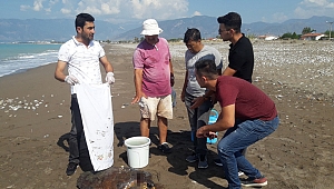 Kumluca’da caretta bulundu