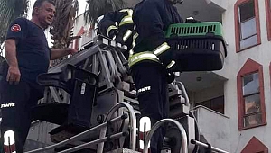 Mahsur kalan  kedi kurtarıldı