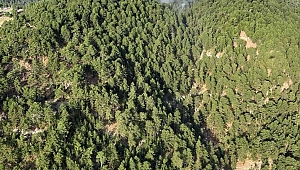 Manavgat'ta orman yangını 