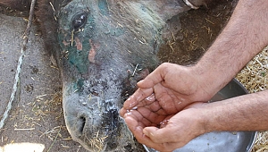 Ölüme terk edilen  eşekten iyi haber