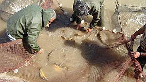 Sazanların balık sağımı 