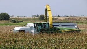 Sılajlık mısırın  tonu 200 TL