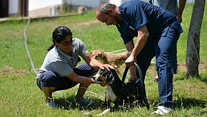 Sokak hayvanları için sıcaklık alarmı 