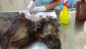 Sokak köpeğine  domuz kurşunu 