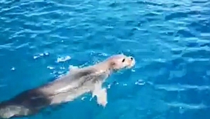 Tatilcilere  fok sürprizi