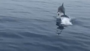 Yunuslar tatilcilerin peşini bırakmıyor