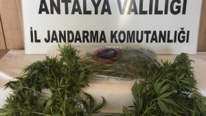 Alanya'da esrar ve 49 kök Hint keneviri ele geçirildi
