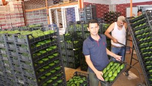 Alanya'dan Polonya'ya ilk kez avokado ihracatı başladı