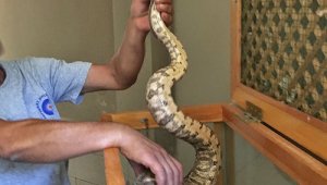 Antalya otogarında valiz içinde Boa yılanı ele geçirildi