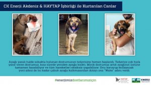 CK Enerji Akdeniz sokak hayvanlarına can oldu