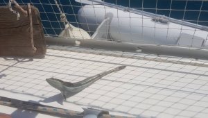 Kaş'ta vantuz balığı yakalandı