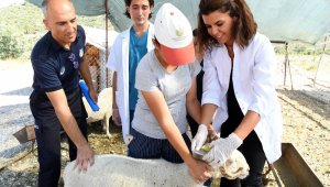 Konyaaltı'nda Kurban Bayramı hazırlıkları tamam
