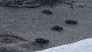 Patara'da yavru caretta carettalar denizle buluşturuldu