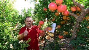 Antalya nar hasadına hazırlanıyor