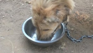 Antalya'da sokak köpeklerine mangal ziyafeti