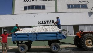 Beyaz altında ilk hasat yapıldı