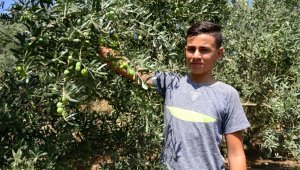 Dağı taşı zeytin bahçesine çevirdiler, rekor üretim bekliyorlar