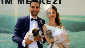 Hayvan barınağında 'Evet' dediler