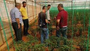 Kardeş ilçe Bafra Antalya'da