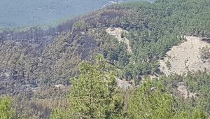 Kaş'ta orman yangını söndürüldü