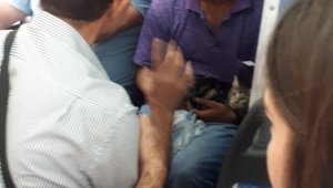 Kedinin ayaklarını bağlayıp kemerine asan yolcuya tepki