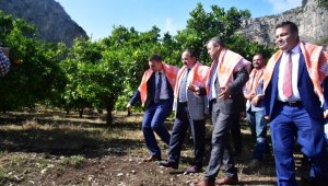 Kimyasalsız 120 ton portakal üretildi