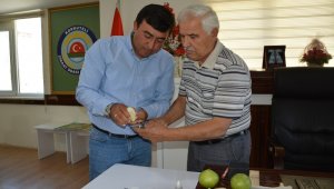 Korkuteli'de karyağdı armudu masaya yatırıldı