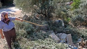 Antalya'da zeytin ağacı katliamı