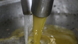 Antbirlik zeytinyağı sezonu açtı