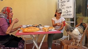 Cin biber müdavimi horozun 'Paşa' hayatı