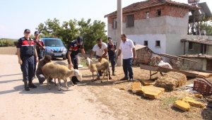 Hayvan hırsızları jandarmadan kaçamadı