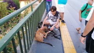 Vicdansız sürücünün çarpıp kaçtığı köpeğe yoldan geçen gençler sahip çıktı