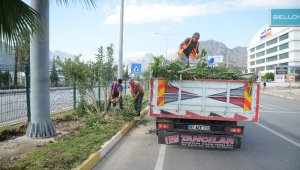 Yaya güvenliğini tehlikeye atan zakkumlar budandı