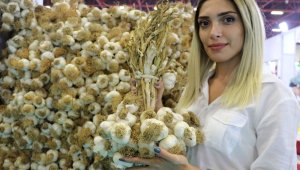 YÖREX'te Kastamonu rüzgarı