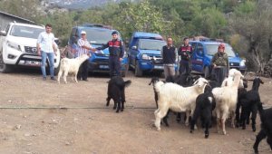 Kayıp dağ keçileri jandarma tarafından bulundu