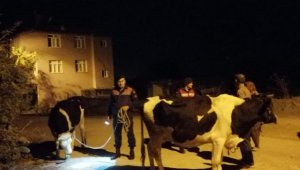 Kayıp inekleri jandarma buldu